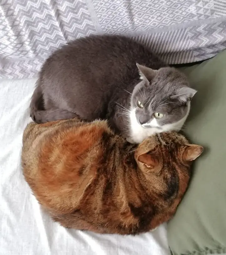 Sfondo foto Edward e Ketty