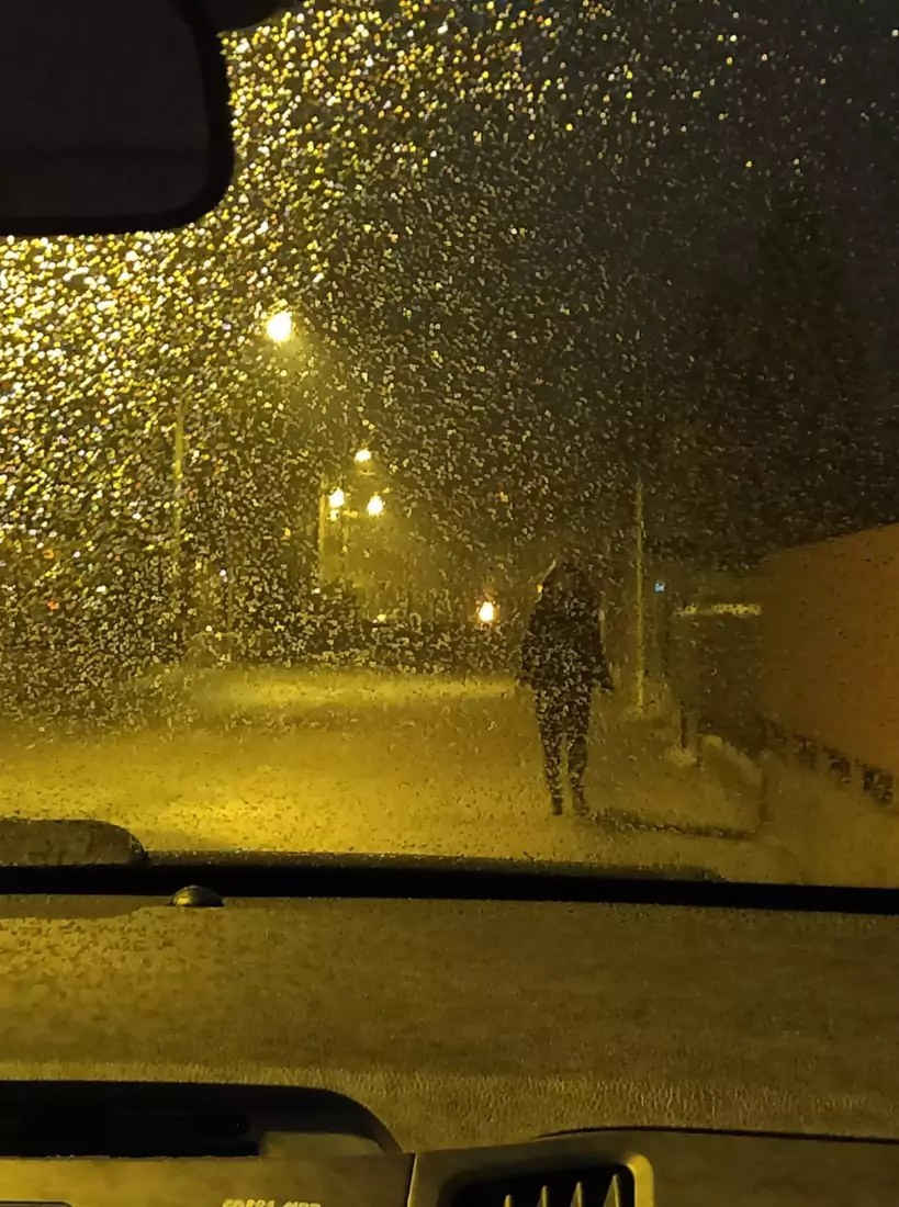 Ricognizione salvataggio gatti
