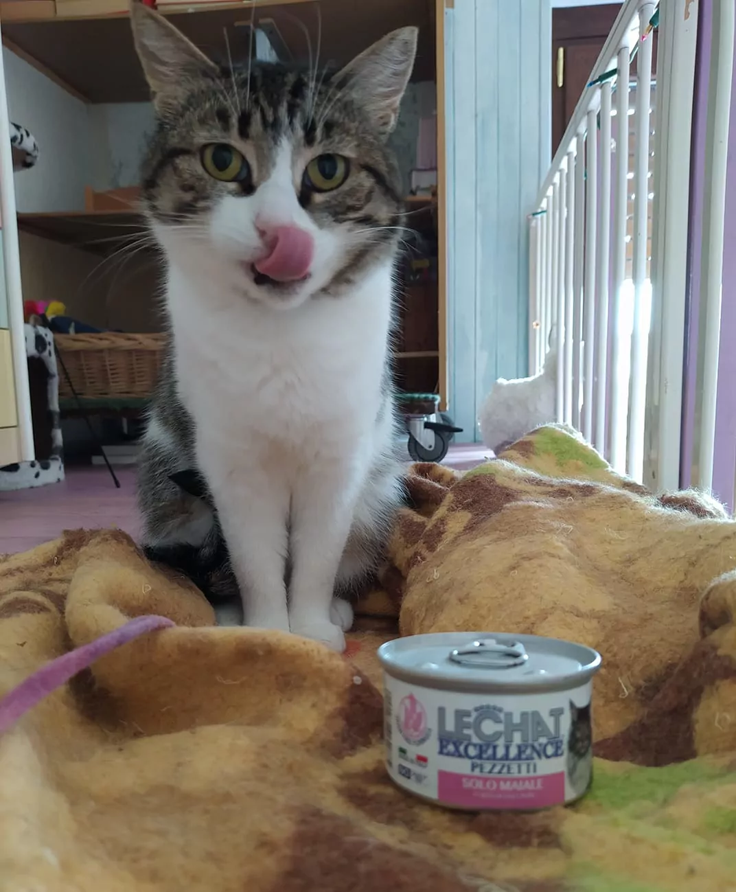 Pappe per gattina randagia