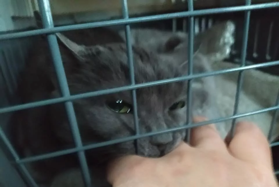 Salvataggio gatto randagio