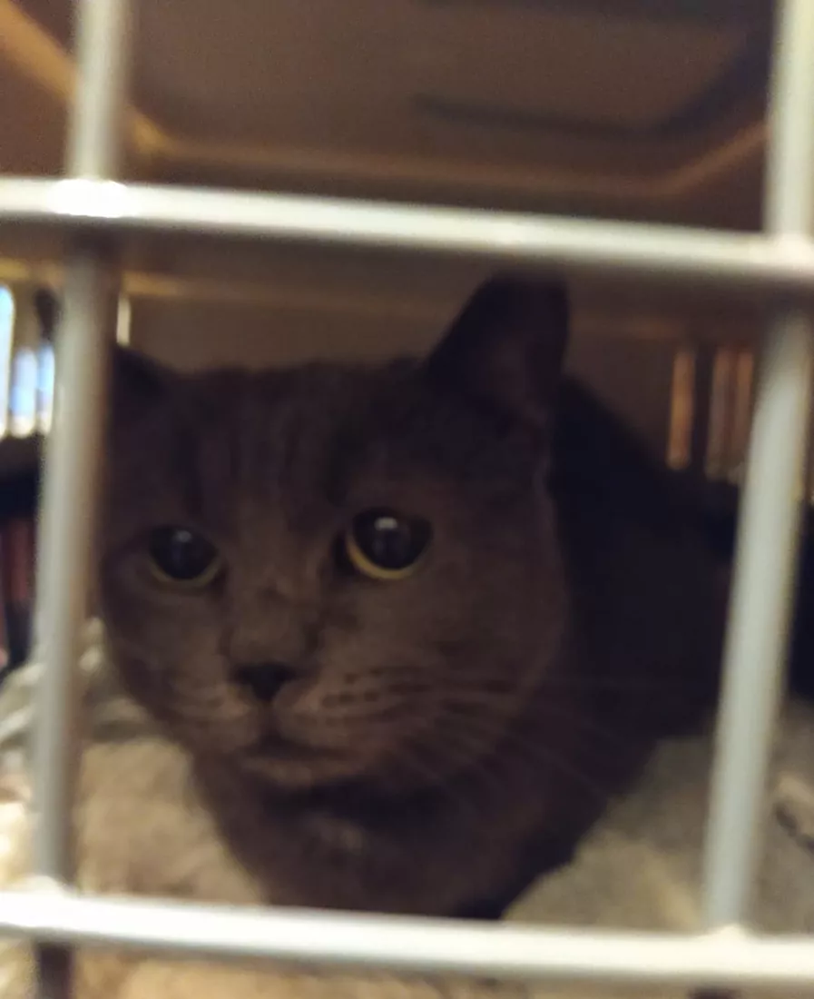 Salvataggio gatto randagio