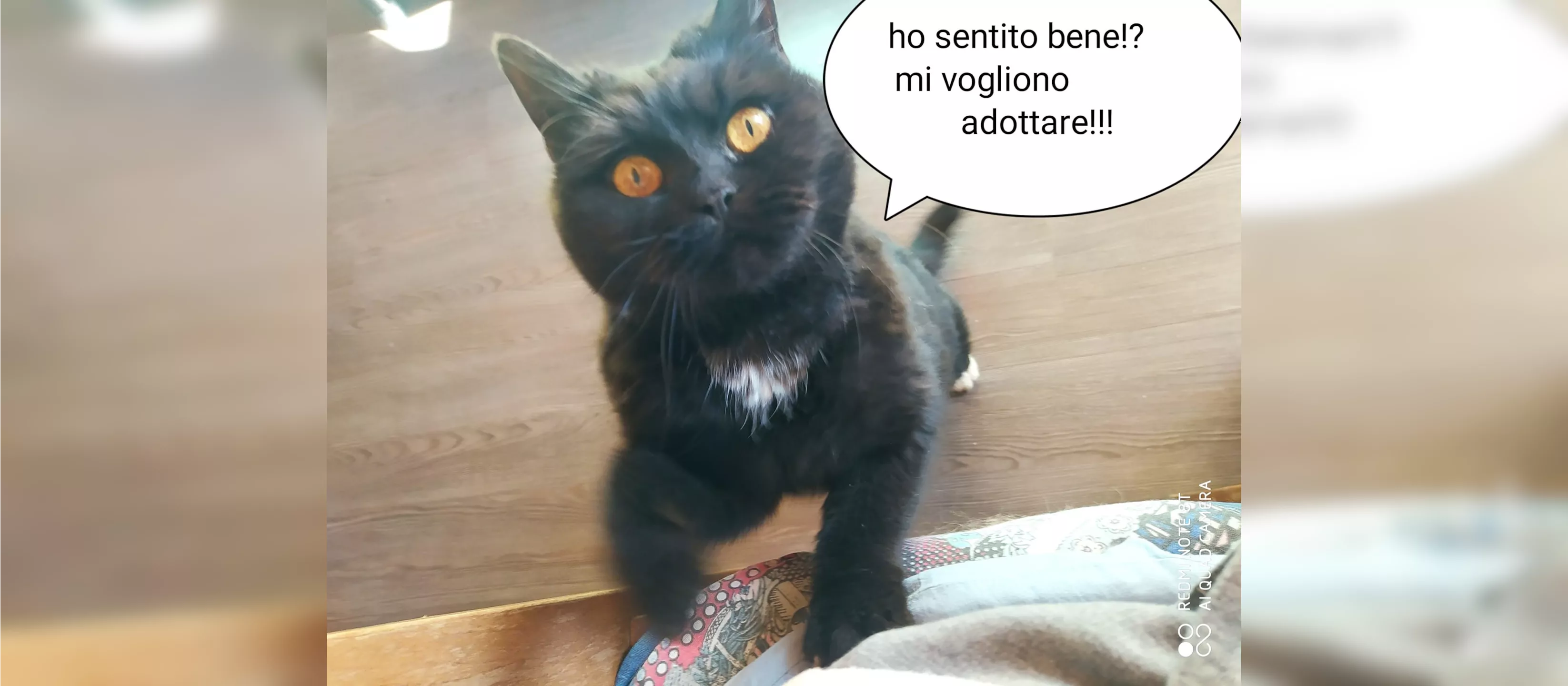 Gattina in adozione