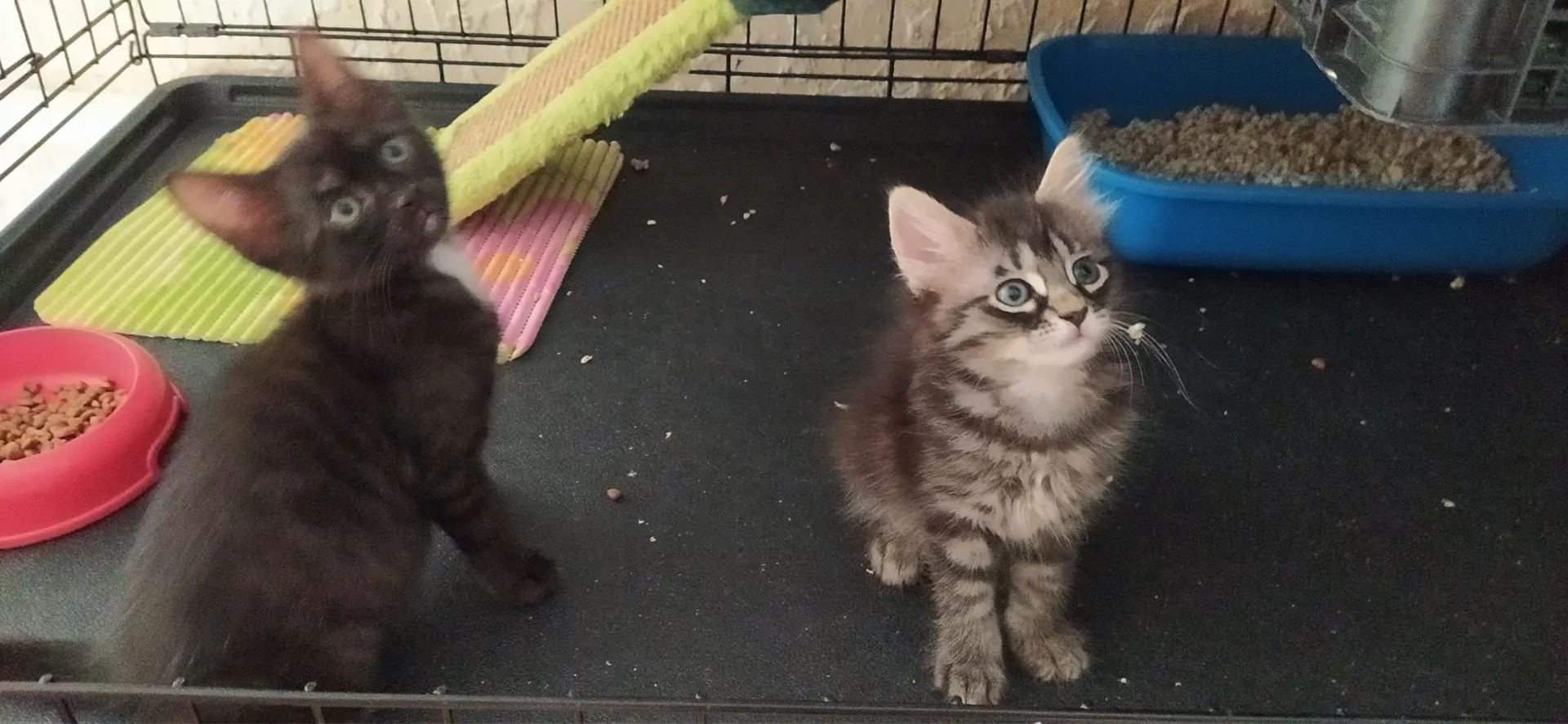 Gattini randagi in adozione