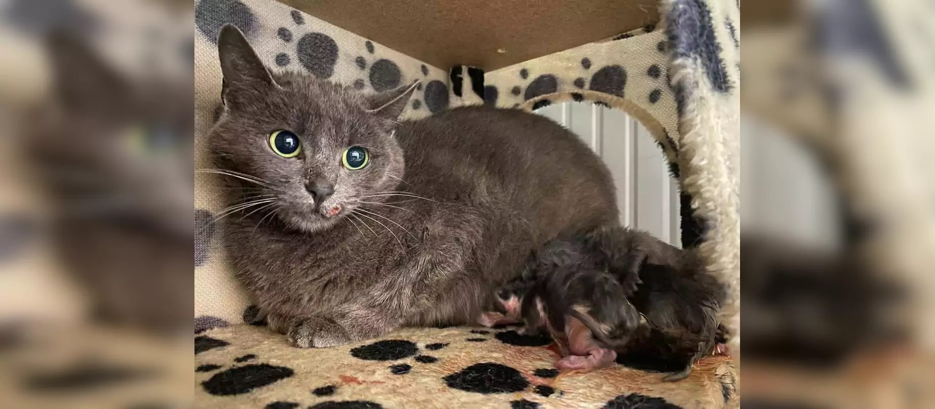 Micia randagia mentre allatta i gattini