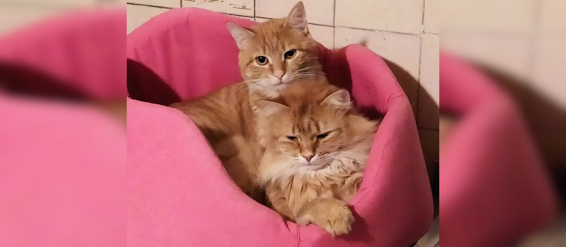 Micetti randagi salvati